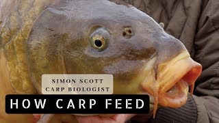 Simon Scott  How Carp Feed [upl. by Aitnas612]