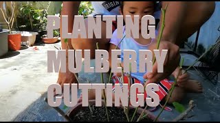 Planting Mulberry Urban Gardening [upl. by Niletak]