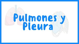 ANATOMÍA  Pulmones y Pleura  Blasto Med [upl. by Atiran]