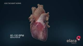 Heart in 3D Animation How the Heart Works [upl. by Siver211]