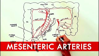 Anatomy tutorial  The Mesenteric Arteries [upl. by Clotilda]