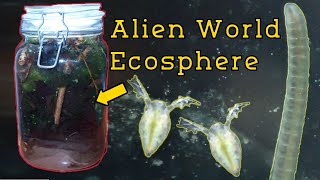 Building A String Algae Ecosphere  With Dwarf Amphipods [upl. by Herwick877]