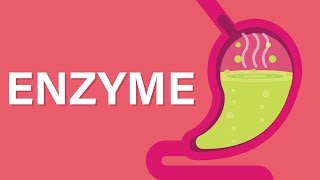 What are Enzymes [upl. by Annaert855]