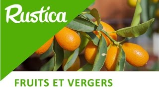 Kumquats et limequats [upl. by Tedi]