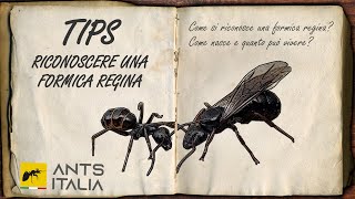 TIPS  Come si Riconosce una Formica Regina [upl. by Vernier]