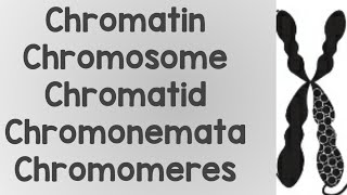 What is Chromatin ChromosomeChromatidChromonemataChromomere [upl. by Eenert]