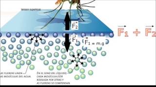 TENSIÓN SUPERFICIAL [upl. by Arahat]