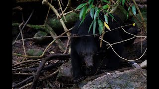 Dhole amp Asiatic Black Bear Khoayai Nationpark Thailand [upl. by Xanthe]