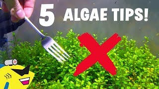 5 EASY TIPS To ELIMINATE ALGAE In Your Aquarium [upl. by Lirrehs]