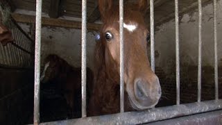 Missstände auf einem Pferdehof Einsatz für die Tierschützer  SPIEGEL TV [upl. by Aramak]