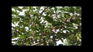 How To Grow a Mulberry Tree From a Cutting [upl. by Massie]