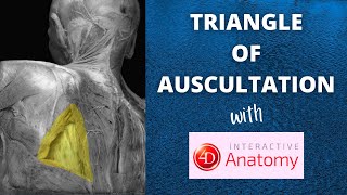 Triangle of Auscultation  Air Anatomy  4D Anatomy [upl. by Poirer617]