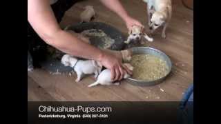 How To Wean Chihuahua Puppies  4 weeks old  First Solid Food [upl. by Drofnil538]