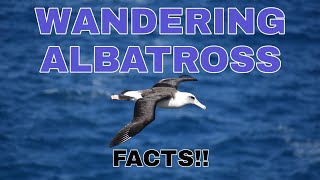 Wandering Albatross facts albatross wandering [upl. by Wycoff]