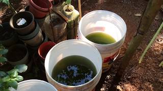 How to grow Green Water Algae [upl. by Ettenirt]