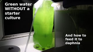 Green Water WITHOUT a Starter Culture  From Scratch  How To [upl. by Akienahs260]