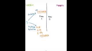 Phase I amp Phase II Biotransformation [upl. by Jolee828]