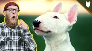 What To Do With A NEW BULL TERRIER PUPPY [upl. by Ardnas]