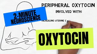 2Minute Neuroscience Oxytocin [upl. by Klenk]