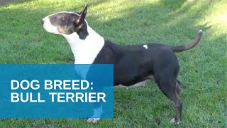 Dog Breed Video Bull Terrier [upl. by Creedon]