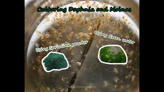 How To Culture Daphnia and Moinas using Green Water Spirulina powder [upl. by Aitekram29]