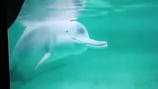 RARE FOOTAGE Baiji or Yangtze River dolphin filmed before the species became functionally extinct [upl. by Hnahym244]