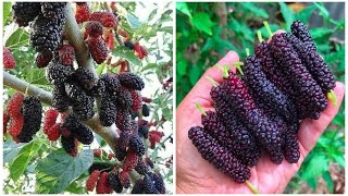 Lots of Mulberry harvesting [upl. by Terraj]