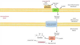 Carnitine Shuttle  Purpose and Mechanism [upl. by Monteria]