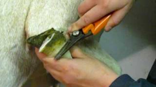 How to Trim Goat Hooves  The GoatMentor [upl. by Irmo]