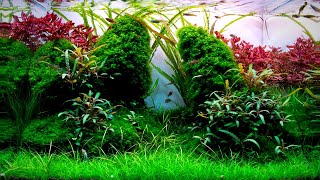 Complete Aquascaping Beginners Guide  Learn ALL The Basics [upl. by Linskey]