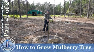 How to Grow Mulberry Tree PROGRESSION Growing Guide  1 [upl. by Kassi]