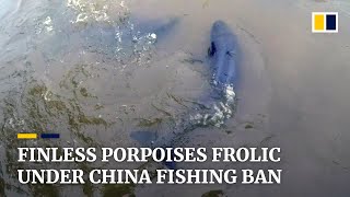 Under a fishing ban critically endangered finless porpoises spotted more often in Chinese lake [upl. by Asante404]