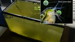 Raising Daphnia for the Freshwater Aquarium [upl. by Beker]