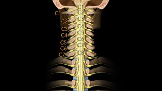 Spinal cord Segmentation [upl. by Gwenette]