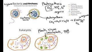 Photosynthetic Cell Structure Cyanobacteria and Algae geobiology [upl. by Hgierb]