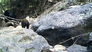 Wildlife Thailand  Asiatic Black Bear  Rare Wild Colour Morph [upl. by Aiuhsoj655]