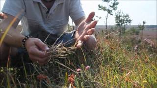 How to identify Purple Moor Grass Molinia caerulea [upl. by Aneelak]