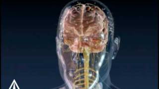 Brain Signals  3D Medical Animation [upl. by Agem]