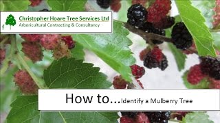 How to identify a Mulberry tree [upl. by Nnylav]