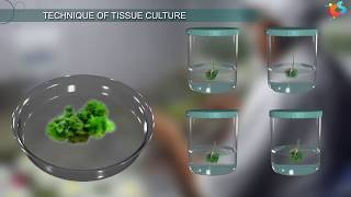 Tissue Culture [upl. by Limoli329]