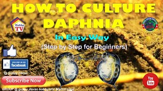 HOW TO CULTURE DAPHNIA In Easy Way [upl. by Eniotna]