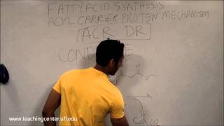 Fatty Acid Synthesis [upl. by Bratton315]