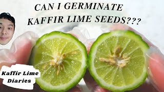 HOW TO GERMINATE KAFFIR LIME SEEDS SUCCESSFULLY [upl. by Weld]